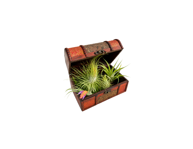 Planta de bruja/de aire (baúl de 5)