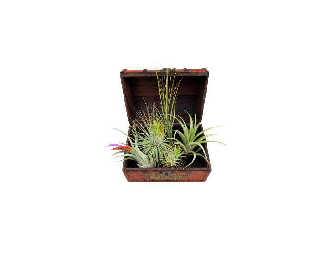 Planta de bruja/de aire (baúl de 5) - Imagen 2