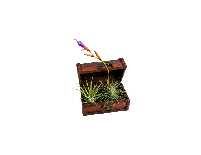 Planta de bruja/de aire (baúl de 2)