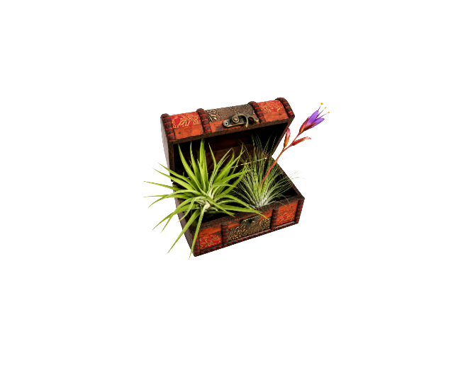 Planta de bruja/de aire (baúl de 3)